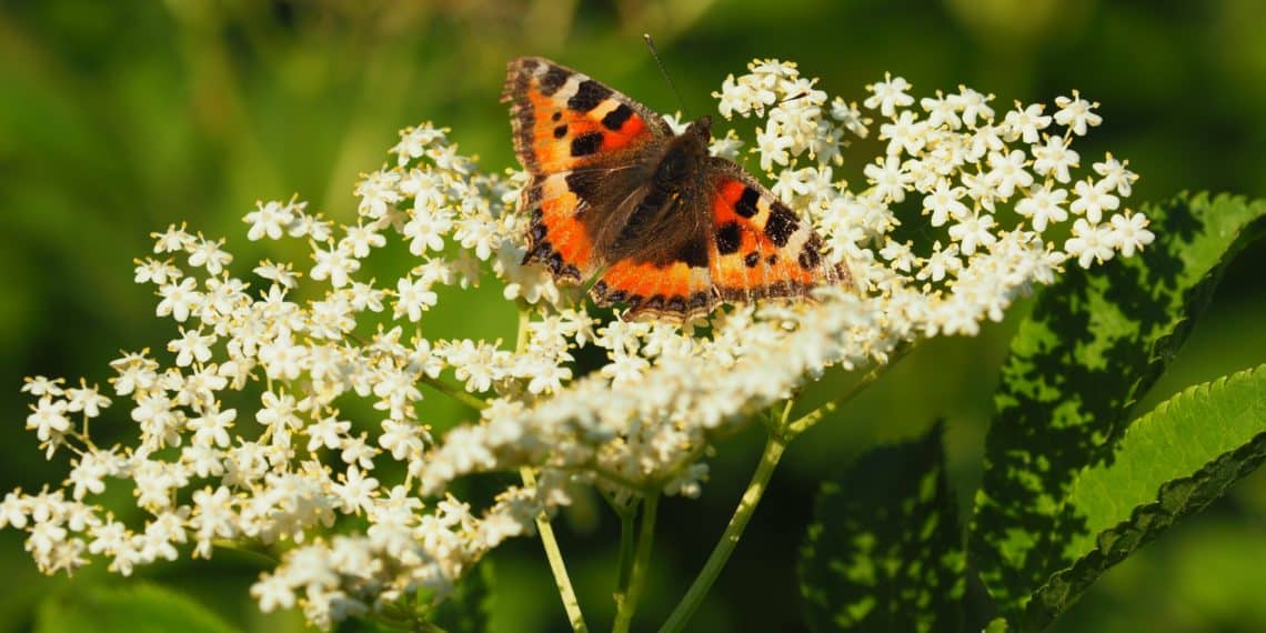 Papillon sur une fleur de sureau