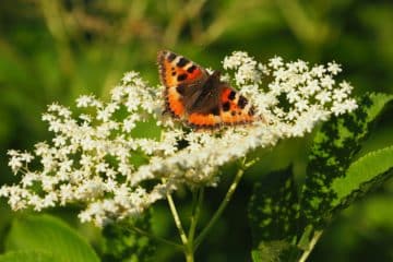 Papillon sur une fleur de sureau