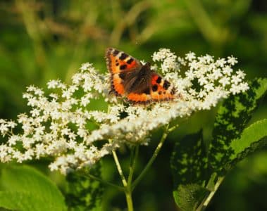 Papillon sur une fleur de sureau